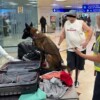 Detienen a pasajero en Aeropuerto de Cancún con casi 10 kilos de cocaína en una maleta